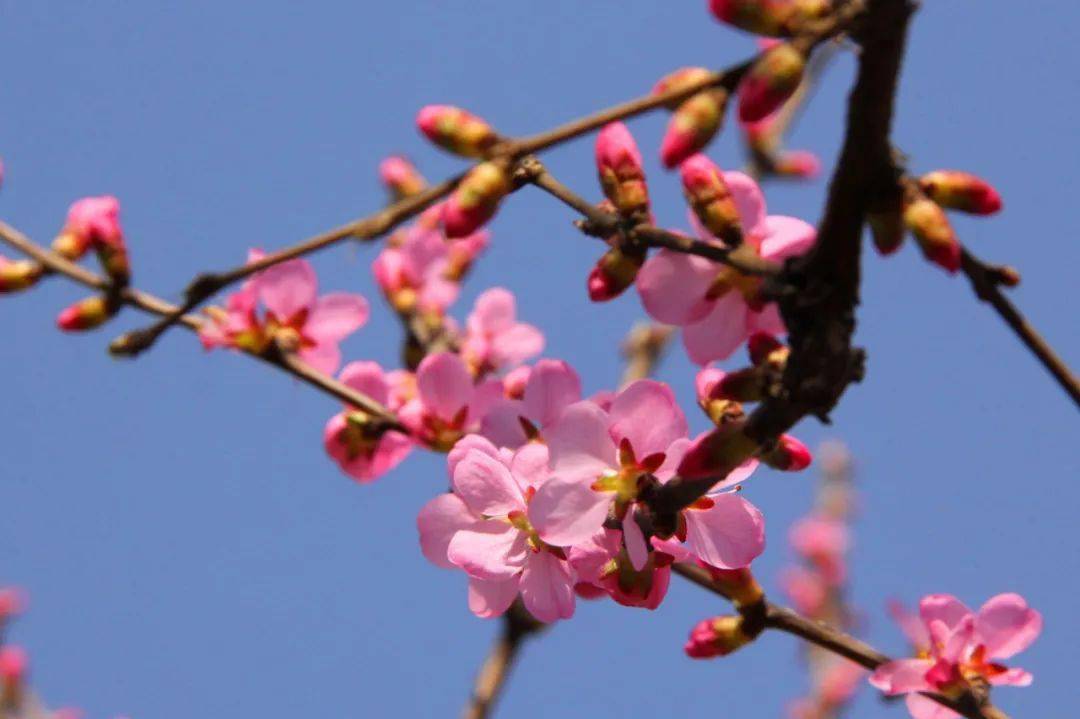 广东蔷薇花_重瓣广东蔷薇_蔷薇广东重瓣怎么种植