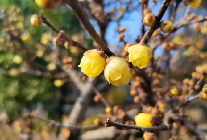 重瓣广东蔷薇_蔷薇广东重瓣怎么种植_广东蔷薇花