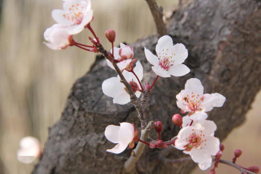 蔷薇广东重瓣怎么种植_重瓣广东蔷薇_广东蔷薇花