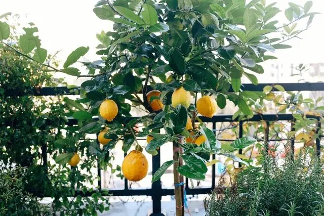 阳台草莓酸的原因_阳台种植的草莓酸_阳台草莓种植经验