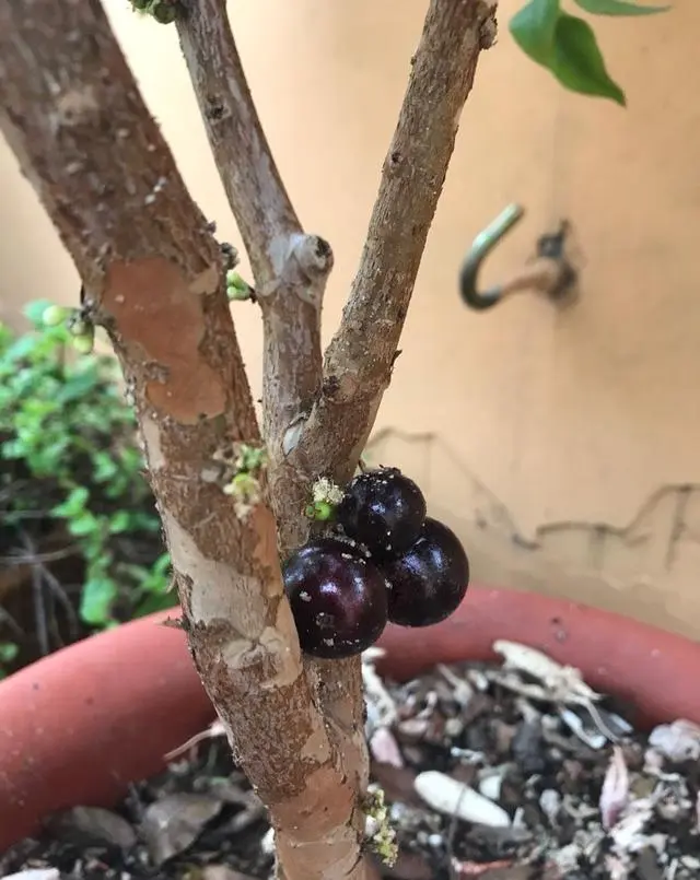 阳台草莓酸的原因_阳台种植的草莓酸_阳台草莓种植经验