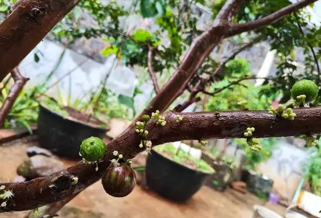 阳台草莓种植经验_阳台草莓酸的原因_阳台种植的草莓酸