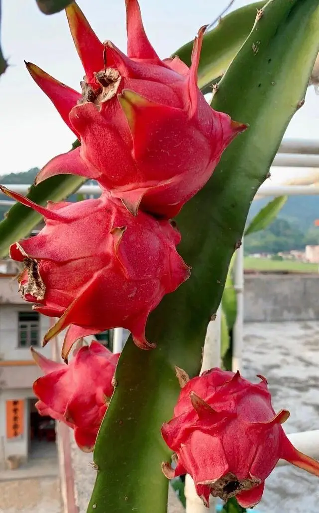 阳台草莓酸的原因_阳台草莓种植经验_阳台种植的草莓酸