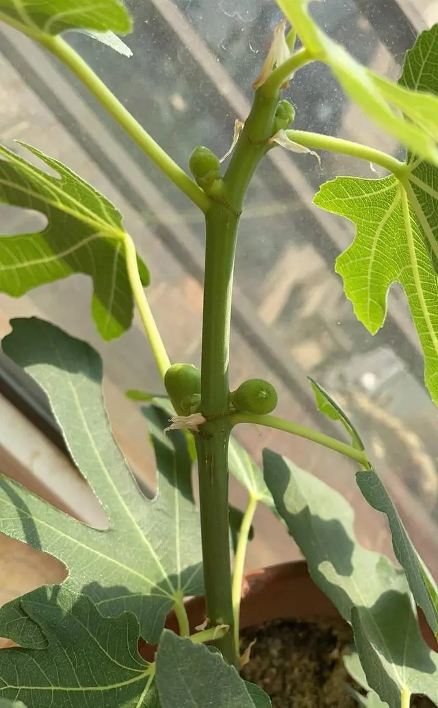 阳台种植的草莓酸_阳台草莓酸的原因_阳台草莓种植经验