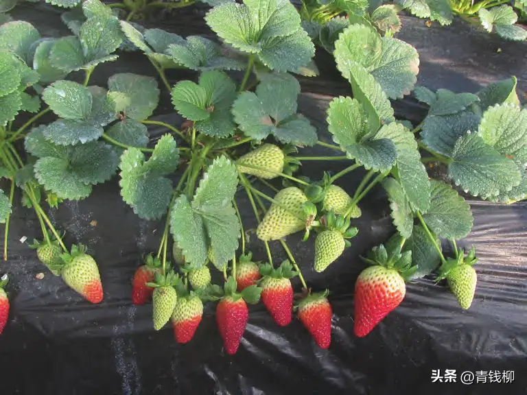 阳台种植的草莓酸_阳台草莓种植经验_阳台草莓酸的原因