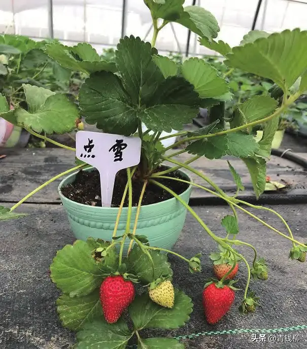 阳台草莓酸的原因_阳台草莓种植经验_阳台种植的草莓酸