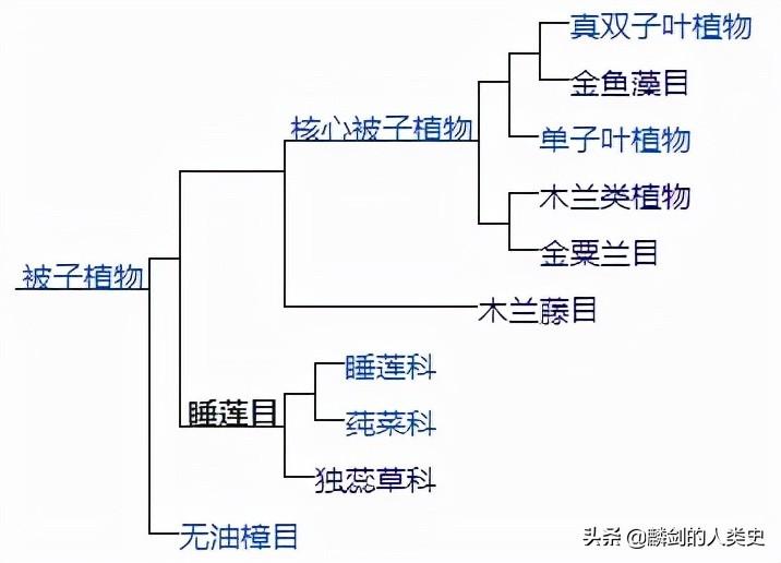 双子叶植物纲是什么意思_植物界被子植物门双子叶植物纲_被子植物门双子叶植物纲检索表