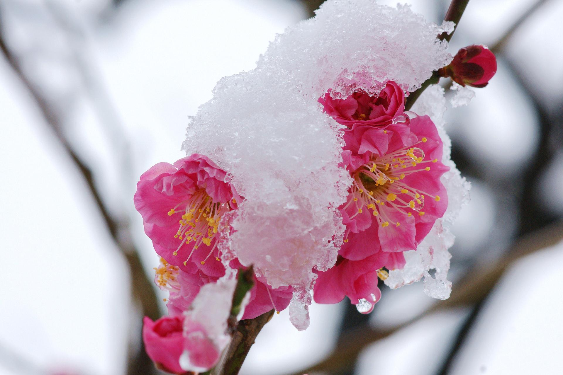 梅花王安石诗句_王安石《梅花》诗句_梅花绝句王安石