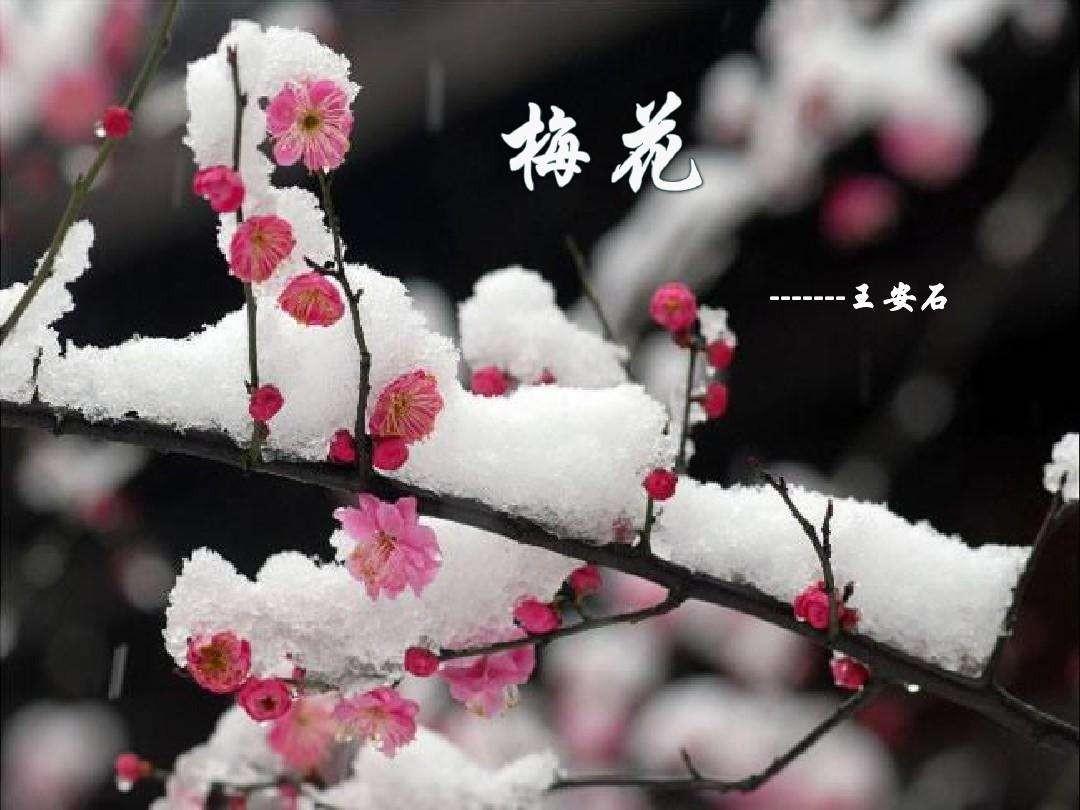 王安石《梅花》诗句_梅花王安石诗_梅花绝句王安石