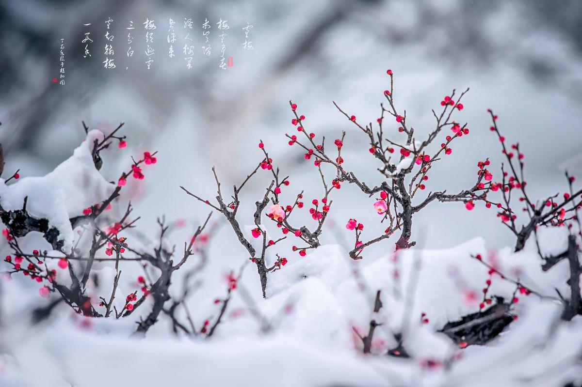 梅花王安石诗句_梅花绝句王安石_梅花王安石七言绝句