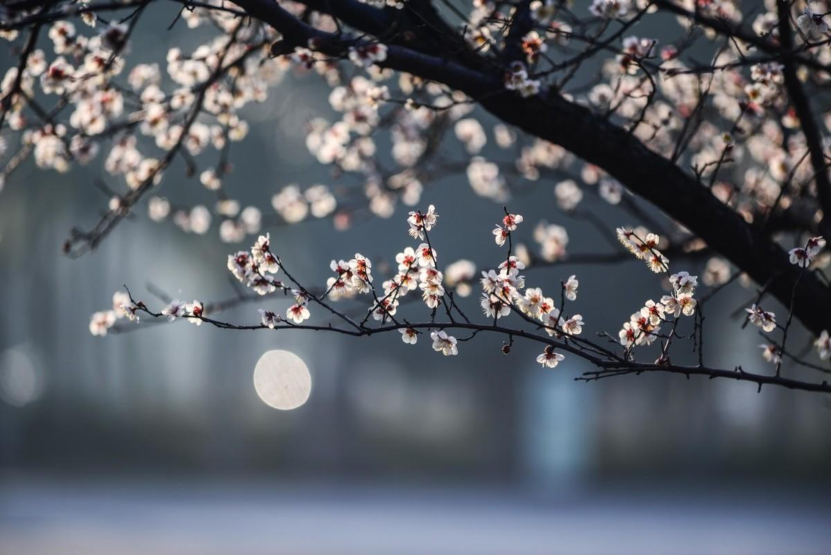 梅花绝句王安石_梅花王安石诗句_梅花王安石七言绝句