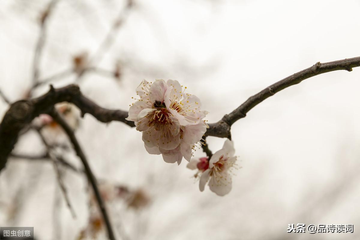 梅花绝句王安石_梅花王安石七言绝句_王安石的梅花是绝句吗