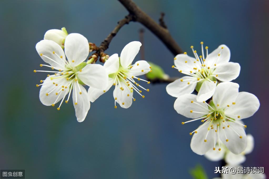 王安石的梅花是绝句吗_梅花绝句王安石_梅花王安石七言绝句