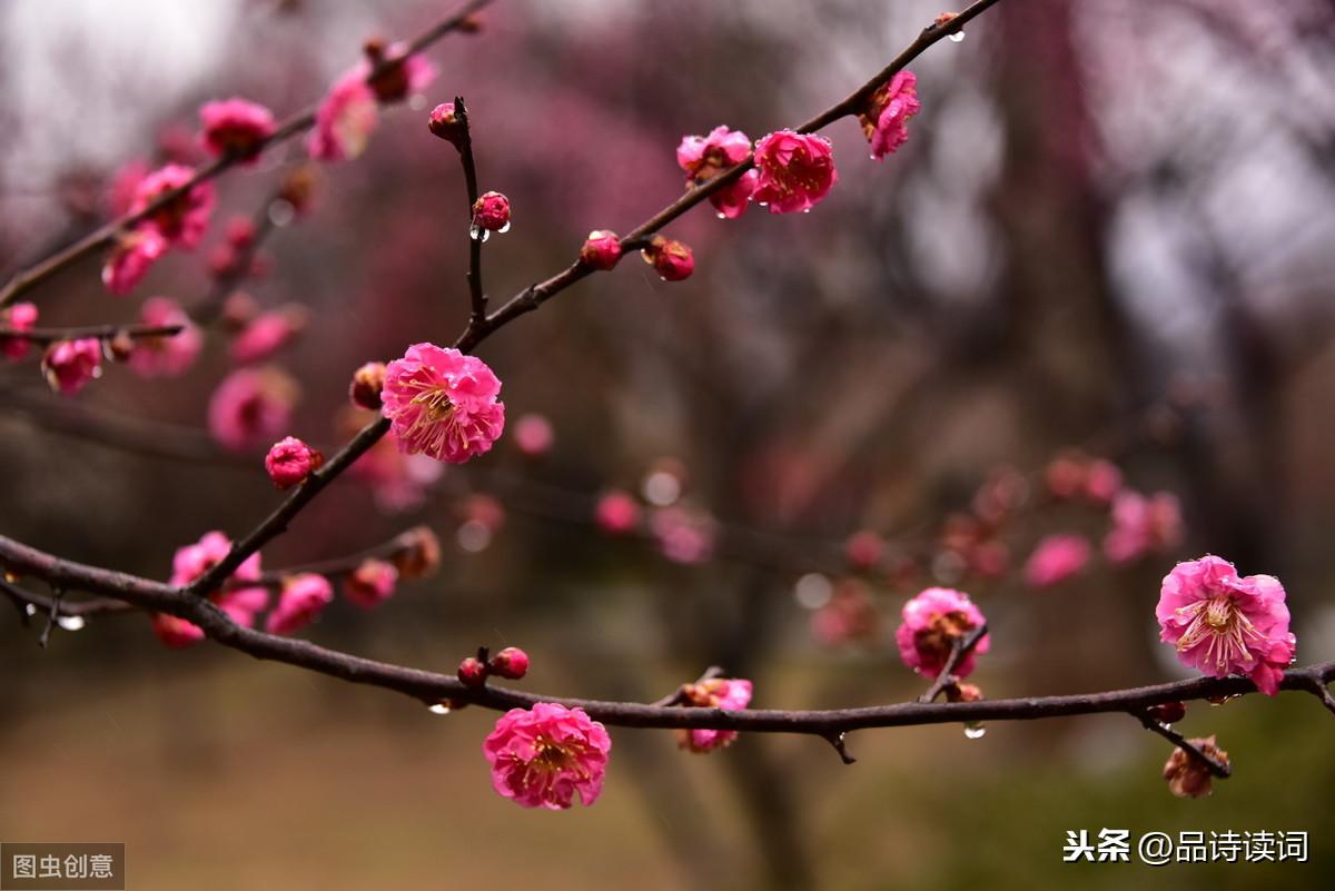 梅花绝句王安石_梅花王安石七言绝句_王安石的梅花是绝句吗