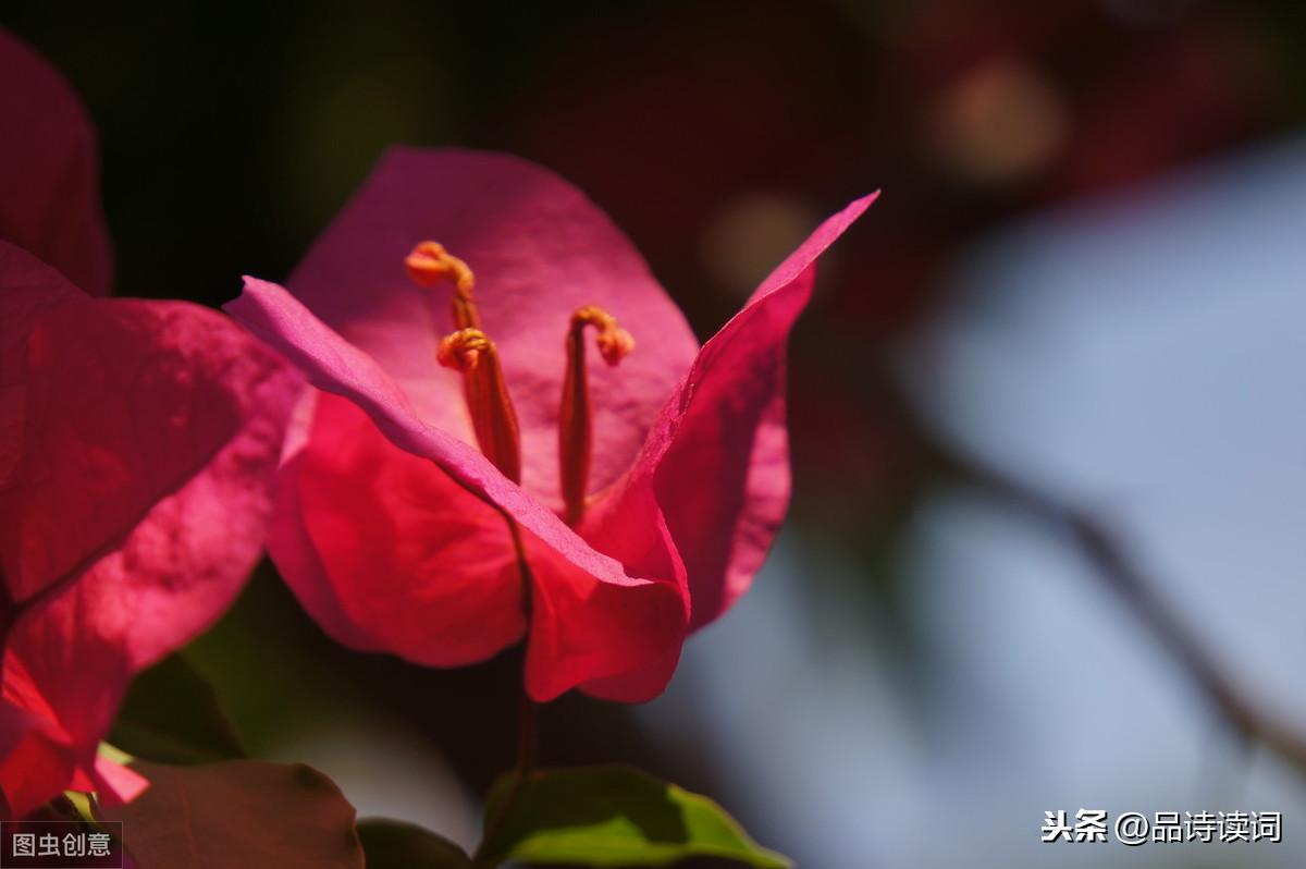 梅花绝句王安石_梅花王安石七言绝句_王安石的梅花是绝句吗