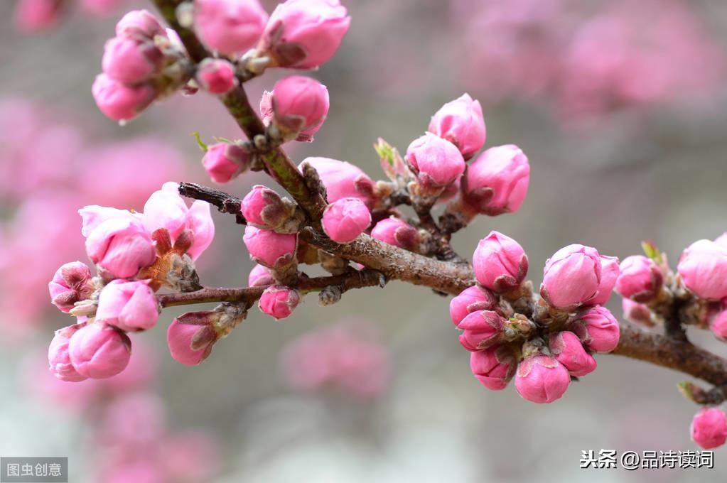 王安石的梅花是绝句吗_梅花绝句王安石_梅花王安石七言绝句