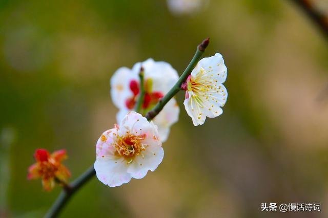 梅花王安石七言绝句_梅花绝句王安石_王安石《梅花》诗句