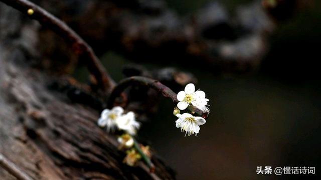 梅花绝句王安石_王安石《梅花》诗句_梅花王安石七言绝句