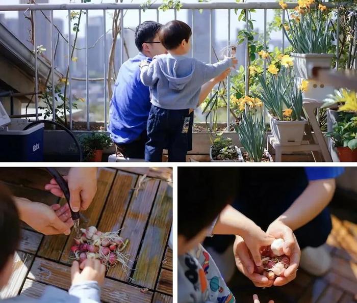 阳台封闭种菜违法吗_阳台封闭种菜好吗_封闭阳台 种菜