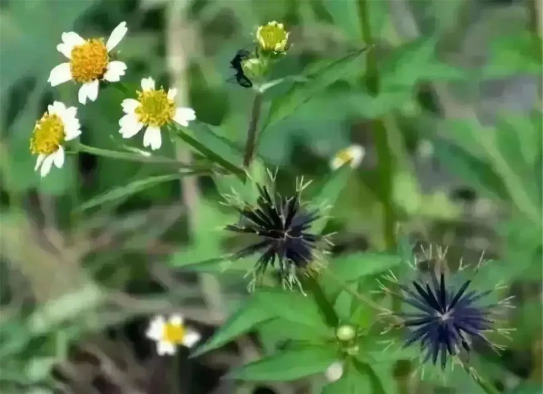 鬼针草能不能吃_鬼针草人能吃吗_什么人不能吃鬼针草