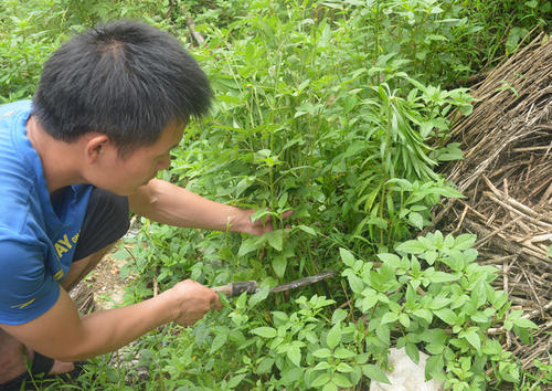 鬼草针作用_什么人不能吃鬼针草_鬼针草能吃吗