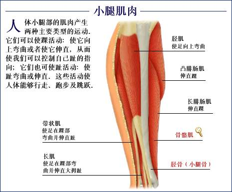 有肌肉小腿怎么消除_肌肉小腿还有可能瘦下来吗_小腿有肌肉