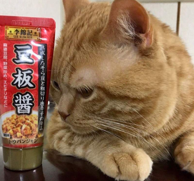 叫酸奶的猫_喝酸奶的表情_喵星人喝酸奶表情包叫什么