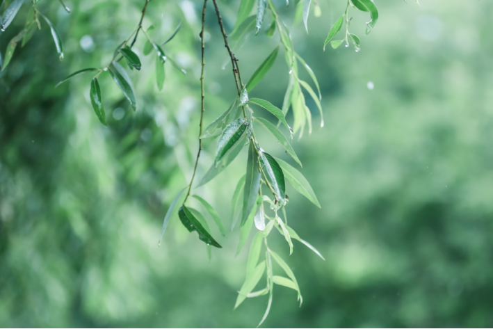 春雨落在大地上到底怎么了_春雨洒满了大地_什么的春雨什么的洒落在大地之上