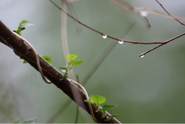 什么的春雨什么的洒落在大地之上_春雨洒满了大地_春雨落在大地上到底怎么了