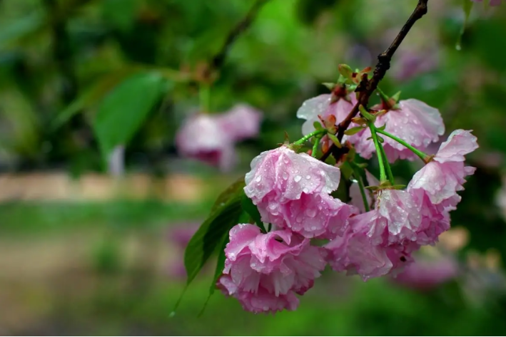 春雨洒满了大地_什么的春雨什么的洒落在大地之上_春雨落在大地上到底怎么了