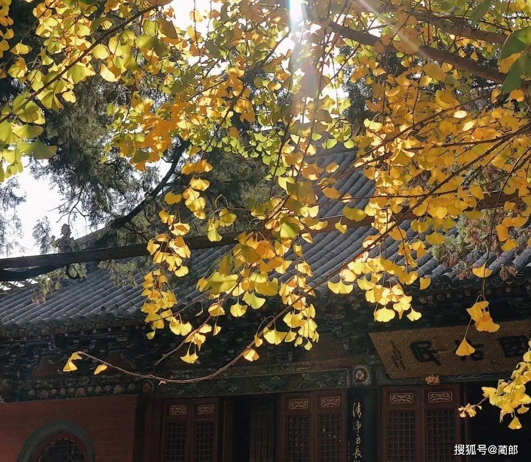 白马寺乘车路线_丽景门到白马寺怎么坐车_白马寺到丽景门