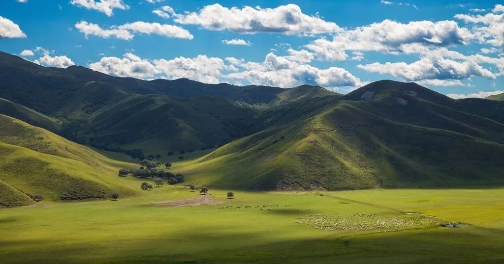 山刺玫药用部位_多刺山刺玫_野山刺玫药效