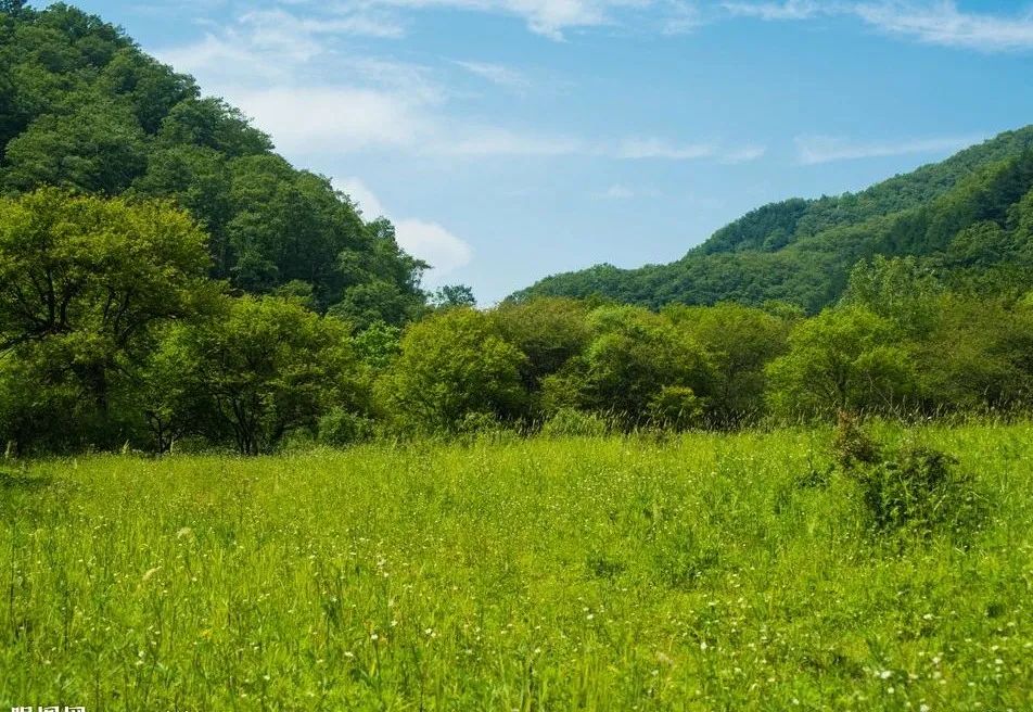 多刺山刺玫_山刺玫药用部位_野山刺玫药效