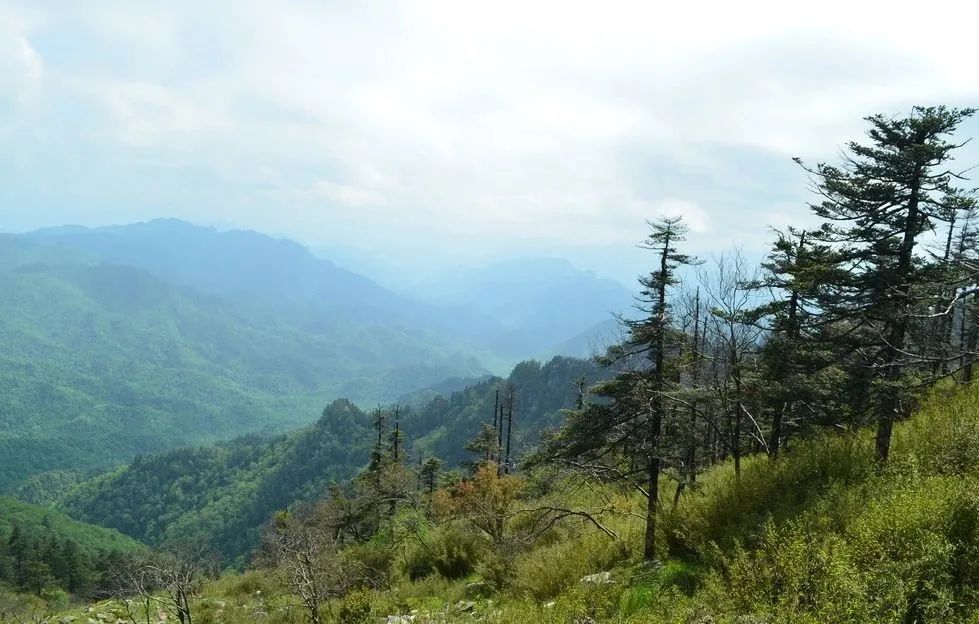 野山刺玫药效_多刺山刺玫_山刺玫药用部位