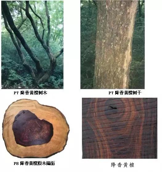 大叶紫檀清代家具价格_大叶紫檀清代家具价格_大叶紫檀清代家具价格