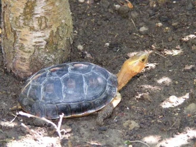 黄缘室内养_黄缘饲养环境布置_黄缘饲养环境布景