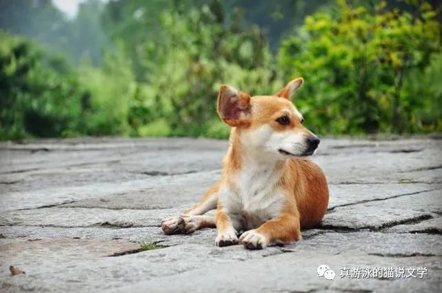 佣兵天下小说在线阅读_佣兵天下小说_佣兵天下小说全文免费阅读