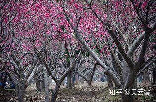 梅花刺根_梅花刺根的图片大全_梅花刺根图片