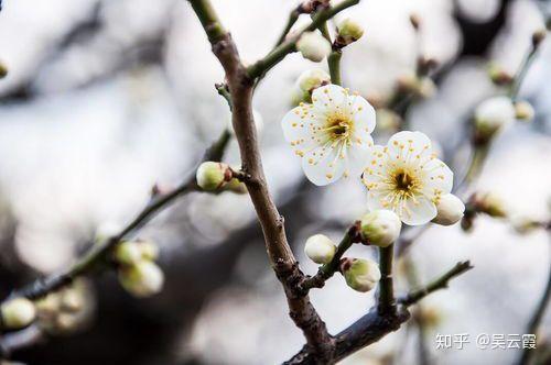 梅花刺根的图片大全_梅花刺根_梅花刺根图片