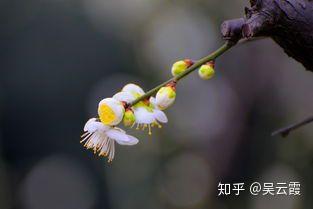 梅花刺根_梅花刺根的图片大全_梅花刺根图片