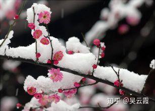 梅花刺根_梅花刺根的图片大全_梅花刺根图片