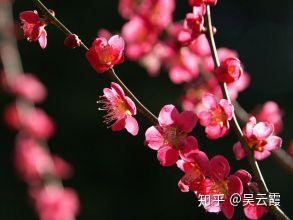 梅花刺根的图片大全_梅花刺根图片_梅花刺根